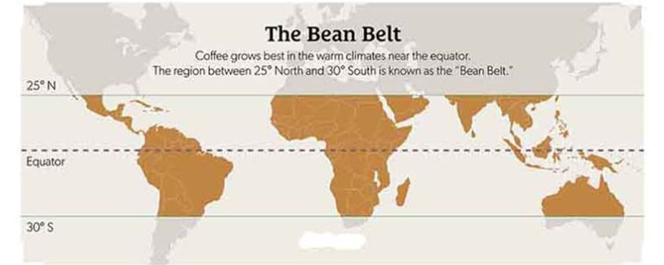 where to buy robusta coffee